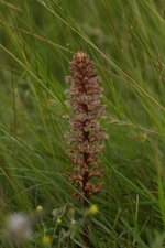 Orobanche sp.