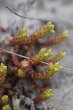 Orpin sp.