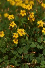 Oxalis jaune