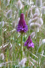 Orchidée pyramidale