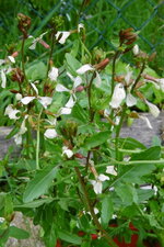 Roquette en fleurs