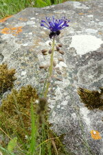 Muscari à toupet