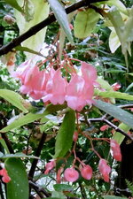 Bégonia bambou (Tamaya)