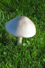 Champignon "volvaire remarquable" (sous réserve)