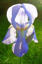 Iris pâle