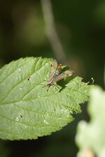 Panorpa communis - mâle