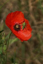 Papaver sp. et Sauterelle verte