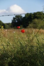 Papaver sp.