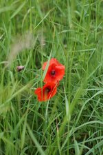 Papaver sp.