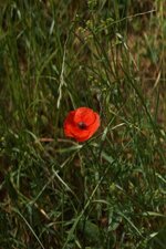 Papaver sp.