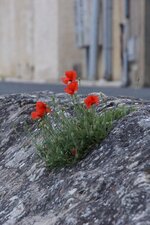 Papaver sp.