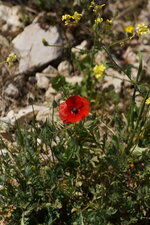 Papaver sp.