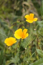 Pavot de Californie