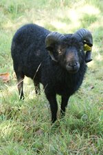 Pépère, le mouton d
