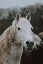 Cheval de Camargue 
