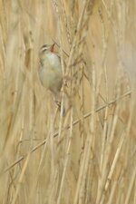Phragmite des joncs