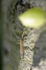 Phryganes sp.