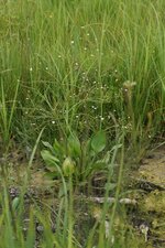 Plantain d eau