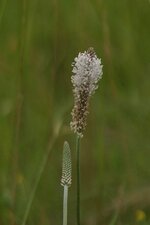 Plantain sp.