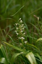 Platanthera sp.