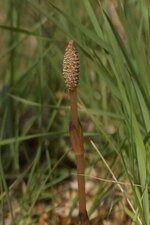Prêle sp.