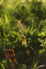 Prêle sp.