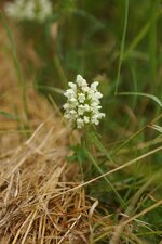Prunelle blanche