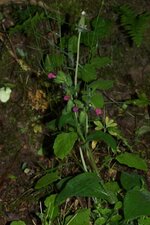 Pulmonaire sp.