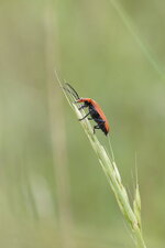 Pyrochroa serraticornis