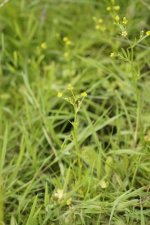 Renoncule scélérate - Ranunculus sceleratus