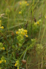 Rhinanthe à feuilles étroites ou Rhinanthe aristé