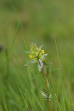 Rhinanthe crête de coq