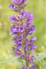 Fleur de Salicaire commune - sous réserve