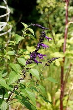 Salvia sp.