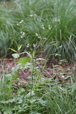 Sanicle d