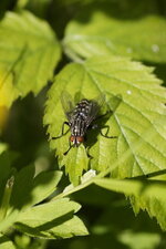 Sarcophaga carnaria