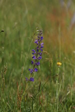 Sauge des près
