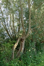 Saule bipède