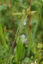 Sauterelle verte juvénile