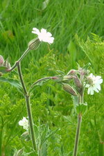 Compagnon blanc