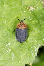 Silphe à corselet rouge - Oiceoptoma thoracicum