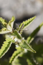 Sphaerophore notée