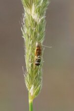 Melanostoma scalare