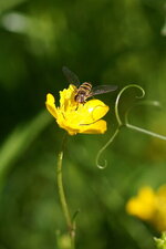 Syrphe ceinturé sur une fleur de Renoncule