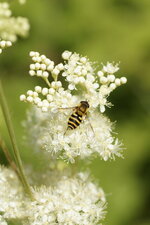 Syrphus ribesii