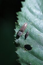 Taupin sp.