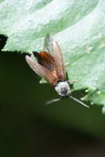Taupin sp.