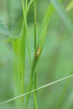 Tétragnathe sp.