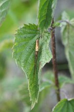 Tétragnatha extensa