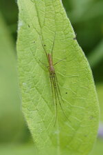 Tetragnathidé sp.